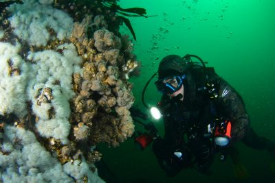 Alfredo Castro Cirujano Dentista Buceo fotografía submarina mundial españa cataluña fotografia submarina
